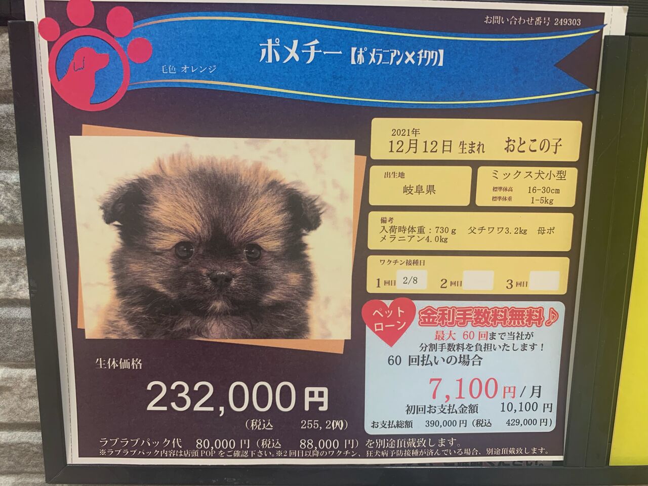 人気のミックス犬のご紹介です ペットショップワンラブ 東京都 葛飾総本店 スタッフブログ 人気のミックス犬のご紹介です ペットショップワンラブ 東京都 葛飾総本店 スタッフブログ
