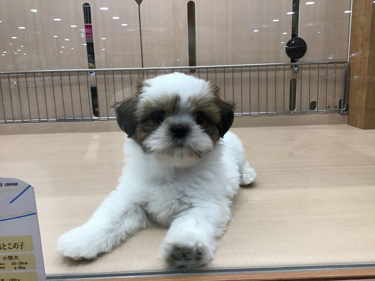 ふわふわもふもふシーズー 埼玉県熊谷市 ワンラブ カインズ熊谷籠原店 ブログ ふわふわもふもふシーズー 埼玉県熊谷市 ワンラブ カインズ熊谷籠原店 ブログ