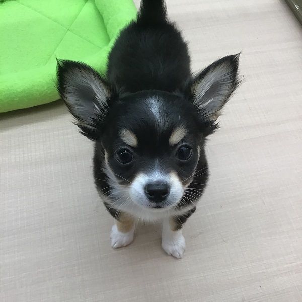 可愛い子チワワ 埼玉県熊谷市 ワンラブ カインズ熊谷籠原店 ブログ