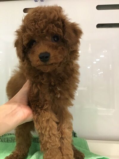トイプードル ティーカップサイズ シャンプー 埼玉県熊谷市 ワンラブ カインズ熊谷籠原店 ブログ