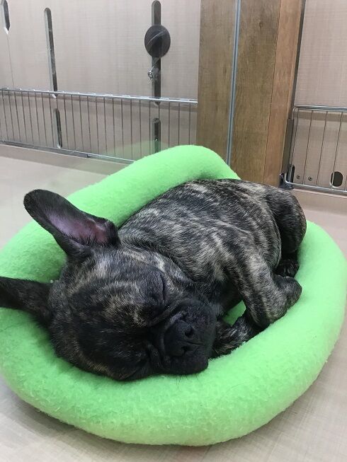 フレンチブルドック 埼玉県熊谷市 ワンラブ カインズ熊谷籠原店 ブログ