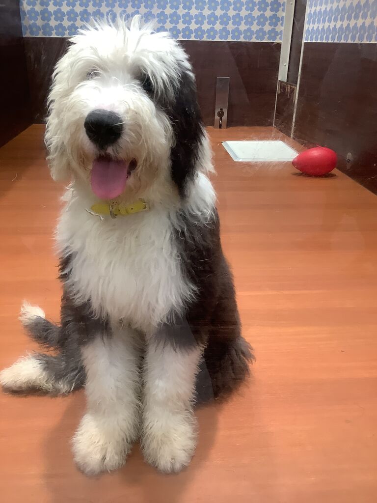 オールドイングリッシュシープドッグのご紹介です🩷 : 神奈川県