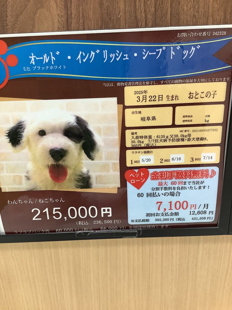 オールドイングリッシュシープドッグのご紹介です🩷 : 神奈川県