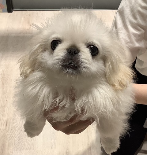 牛頭丸　ペキニーズ db7476d8-s.jpg