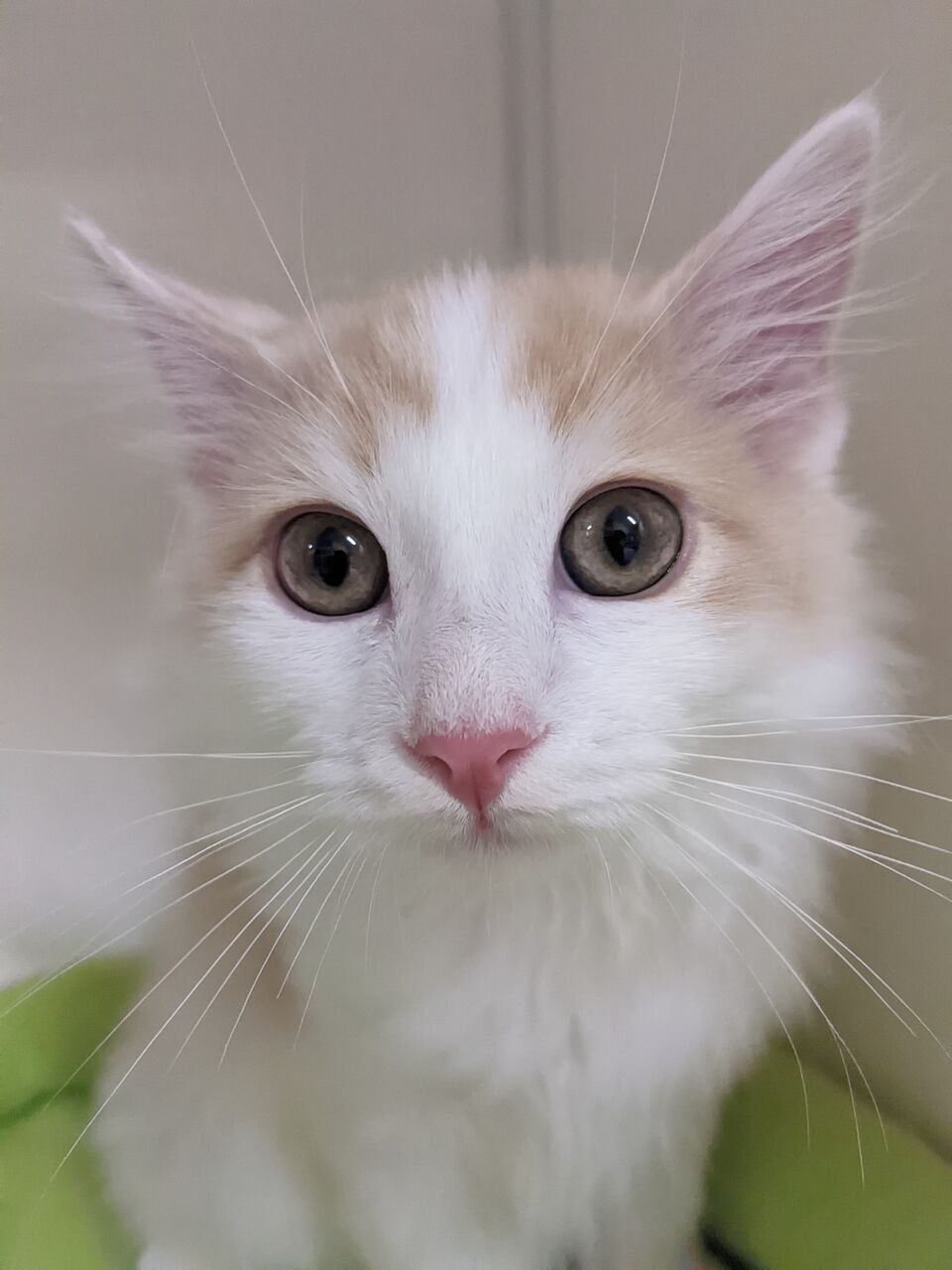 イケメン猫ちゃん ペットショップ ワンラブ ららぽーと沼津店のスタッフブログ イケメン猫ちゃん ペットショップ ワンラブ ららぽーと沼津店のスタッフブログ