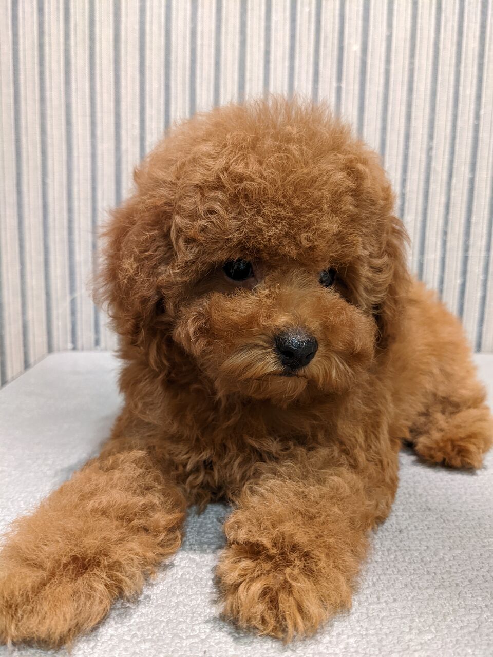 もふもふトイプードル ペットショップ ワンラブ ららぽーと沼津店のスタッフブログ