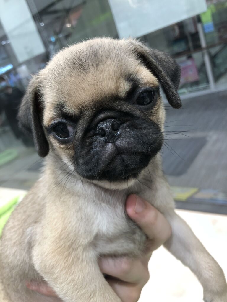 上品なぶちゃいくなパグ ペットショップ ワンラブ ららぽーと沼津店のスタッフブログ