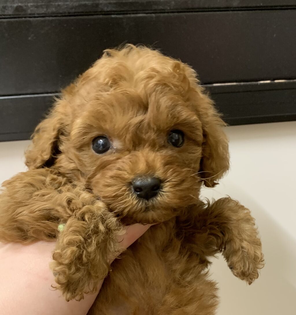 のんびり屋トイプードルちゃん ペットショップ ワンラブ ららぽーと沼津店のスタッフブログ のんびり屋トイプードルちゃん ペットショップ ワンラブ ららぽーと沼津店のスタッフブログ