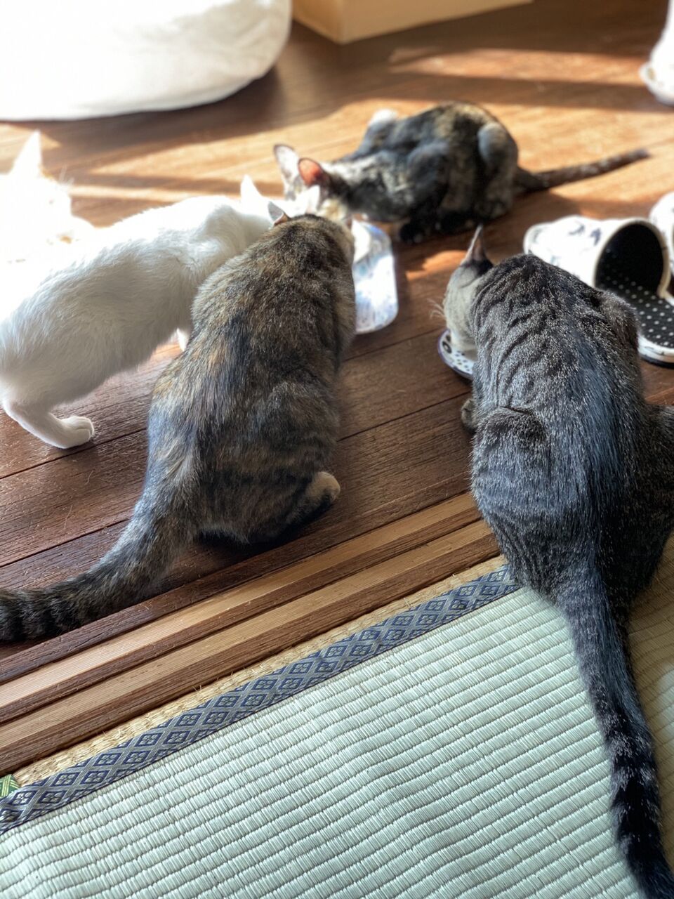 保護猫カフェ at名古屋市緑区 : ペットショップ ワンラブ 愛知県 