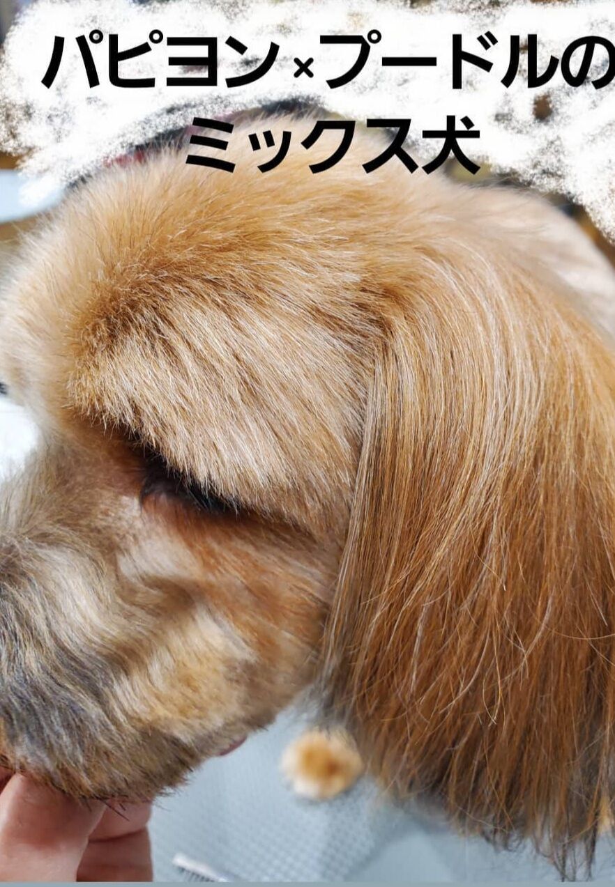 ミックス犬 シャンプー カット ペットショップ ワンラブ カインズ前橋小島田店スタッフブログ ミックス犬 シャンプー カット ペットショップ ワンラブ カインズ前橋小島田店スタッフブログ