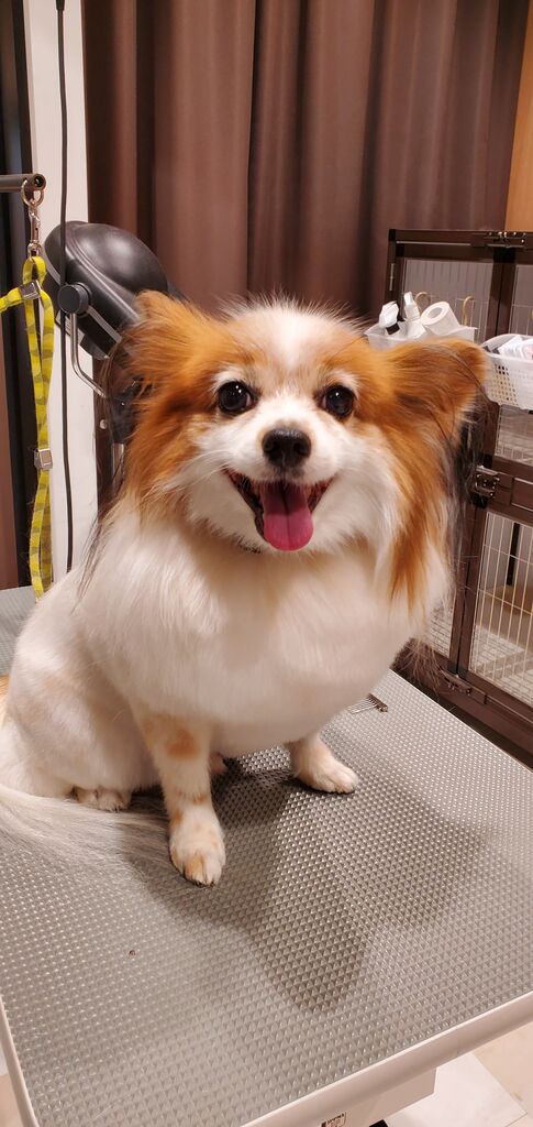 パピヨン シャンプー カット ペットショップ ワンラブ カインズ前橋小島田店スタッフブログ パピヨン シャンプー カット ペットショップ ワンラブ カインズ前橋小島田店スタッフブログ