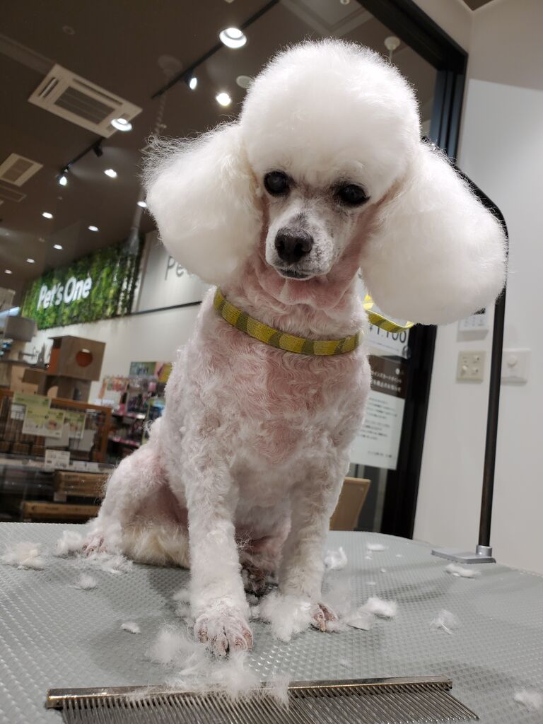 トイプードル シャンプー カット ペットショップ ワンラブ カインズ前橋小島田店スタッフブログ トイプードル シャンプー カット ペットショップ ワンラブ カインズ前橋小島田店スタッフブログ