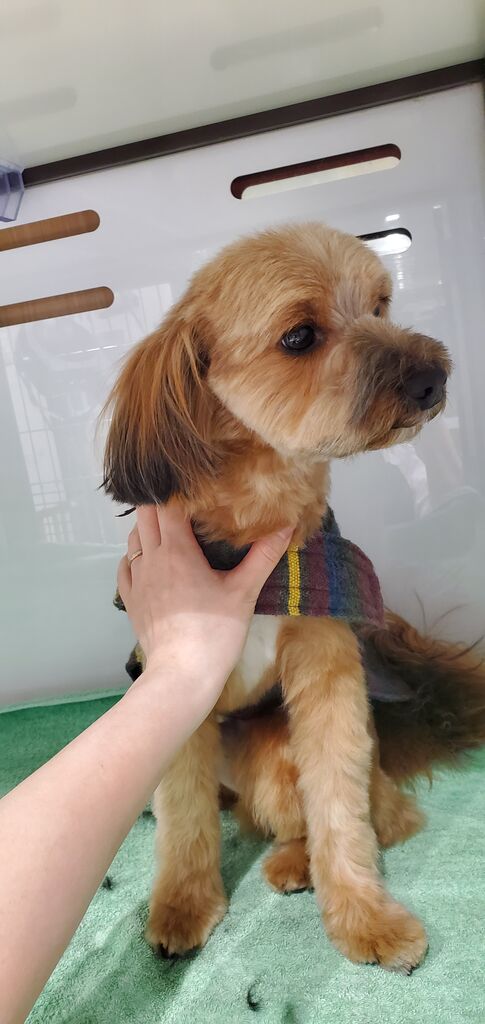 ミックス犬 シャンプー カット シャンプー マイクロ ペットショップ ワンラブ カインズ前橋小島田店スタッフブログ ミックス犬 シャンプー カット シャンプー マイクロ ペットショップ ワンラブ カインズ前橋小島田店スタッフブログ