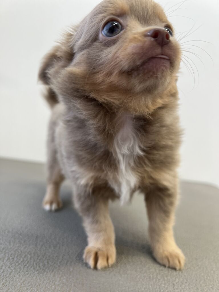 イザベラカラー ペットショップワンラブ 神戸 ブルメール舞多聞店スタッフブログ イザベラカラー ペットショップワンラブ 神戸 ブルメール舞多聞店スタッフブログ