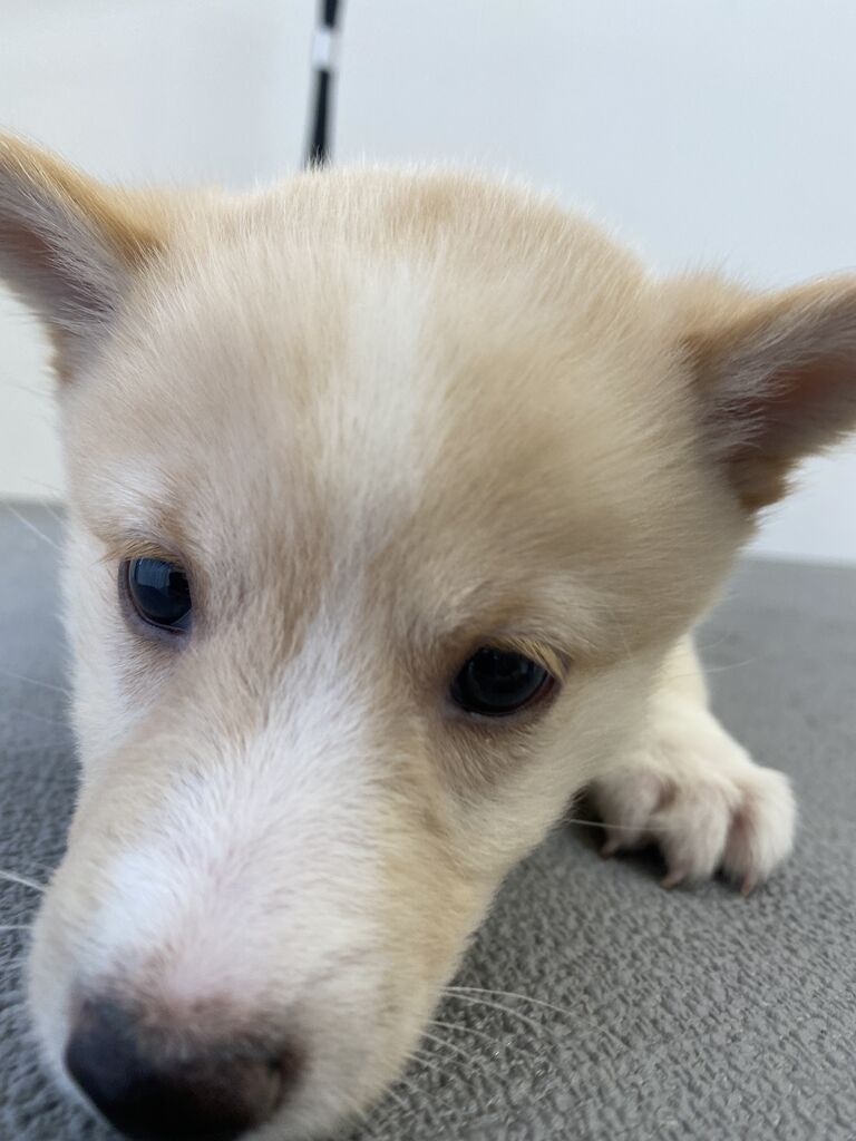 珍しいミックス犬 ペットショップワンラブ 神戸 ブルメール舞多聞店スタッフブログ