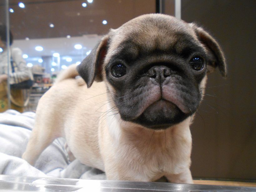 茶目っ気たっぷり 千葉県習志野市幕張にあるペットショップワンラブ カインズ幕張店のスタッフブログ