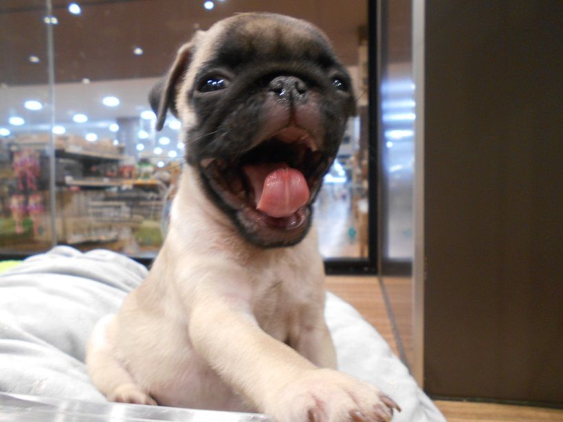 茶目っ気たっぷり 千葉県習志野市幕張にあるペットショップワンラブ カインズ幕張店のスタッフブログ