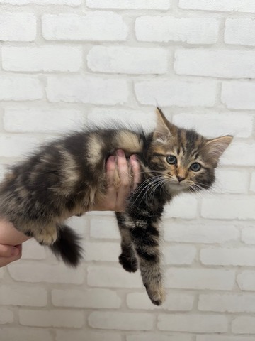 サイベリアン(茶) (1)