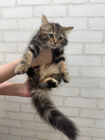 サイベリアン(茶) (2)