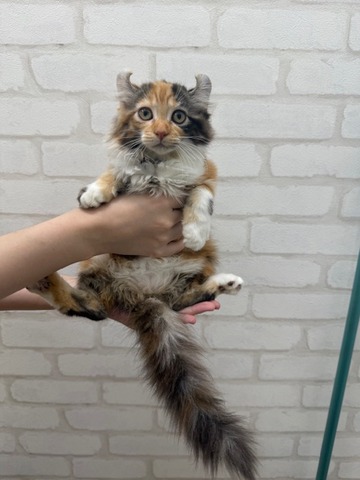 アメリカンカール (2)