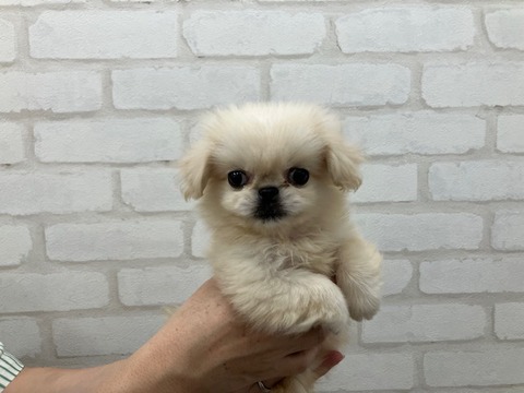 ペキ2