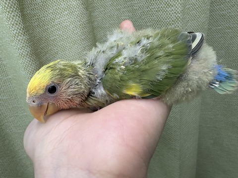 ☆文鳥、小桜インコのヒナのご紹介☆