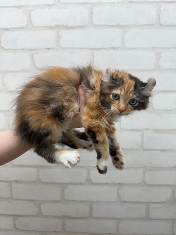 アメリカンカール (1)