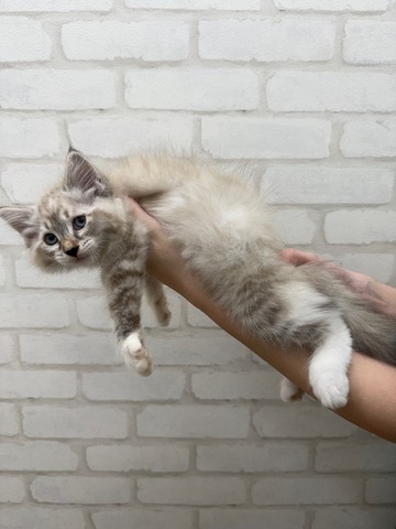 サイベリアン(青) (2)