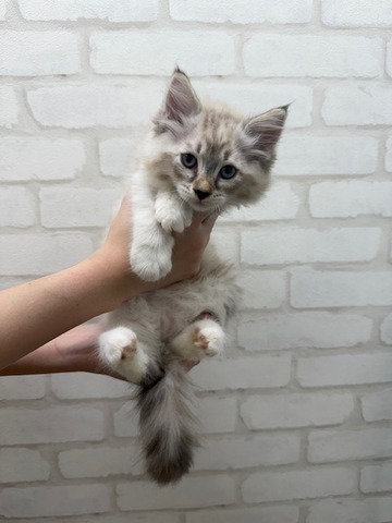 サイベリアン(青) (1)