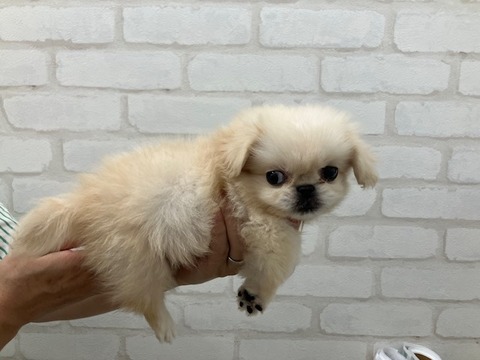 ペキ1
