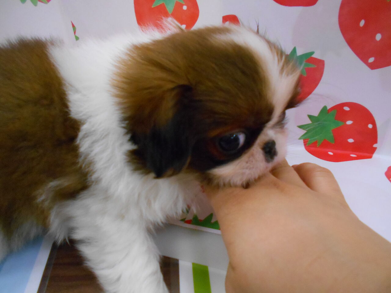 サーキットに行く 買い手 バスト 狆 シーズー Erfolg Und Liebe Net