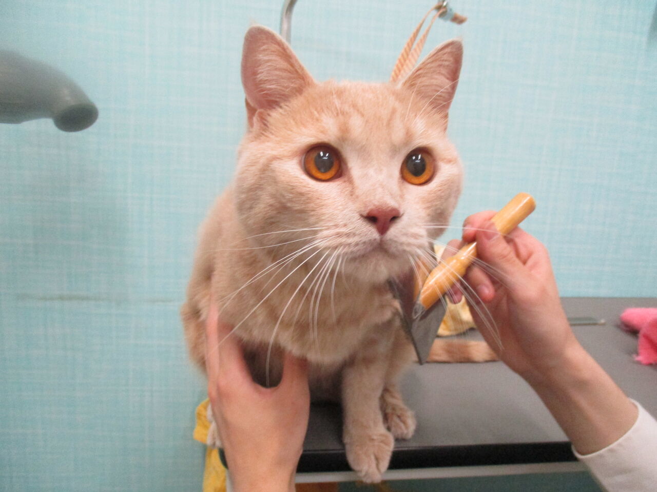 注目 千葉で猫のシャンプーやカットをしてくれる素敵トリミングサロン 猫歓迎 値段 カット相談できる 飼い主の口コミ 人気の送迎も