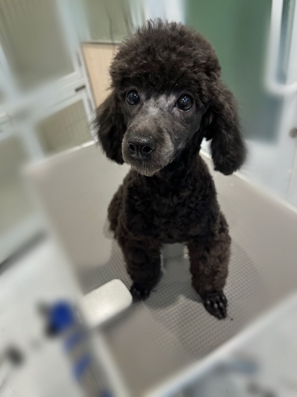 ミニチュアプードル カットコース 明和店 三重県 ペットショップワンラブ カインズ明和店のスタッフブログ