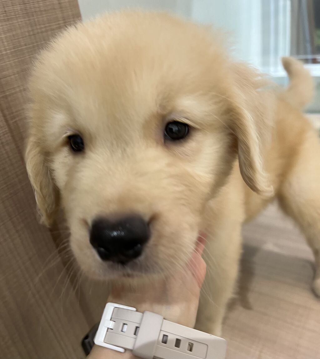 子犬紹介 三重県 ペットショップワンラブ カインズ明和店のスタッフブログ