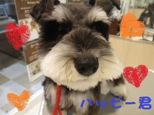 シュナウザー 体3ｍｍシュナカット 足先短く 鶴田 三重県 ペットショップワンラブ カインズ明和店のスタッフブログ