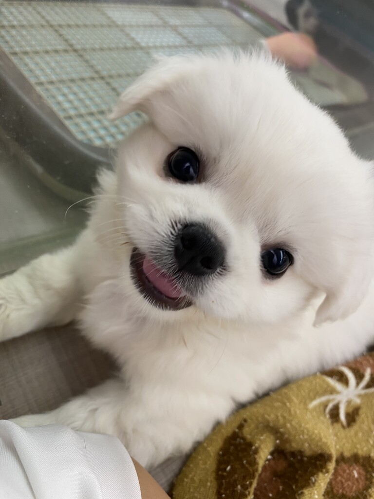 Mix犬マルペキ 神奈川県三浦市 ワンラブ カインズ三浦店 ブログ Mix犬マルペキ 神奈川県三浦市 ワンラブ カインズ三浦店 ブログ