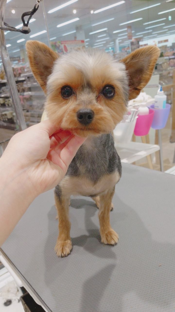 ヨーキー カットコース カインズ三浦店 長谷川 神奈川県三浦市 ワンラブ カインズ三浦店 ブログ