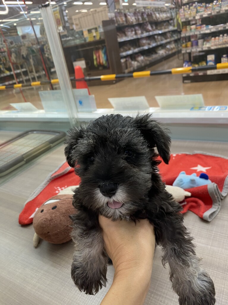 髭犬君 神奈川県三浦市 ワンラブ カインズ三浦店 ブログ 髭犬君 神奈川県三浦市 ワンラブ カインズ三浦店 ブログ