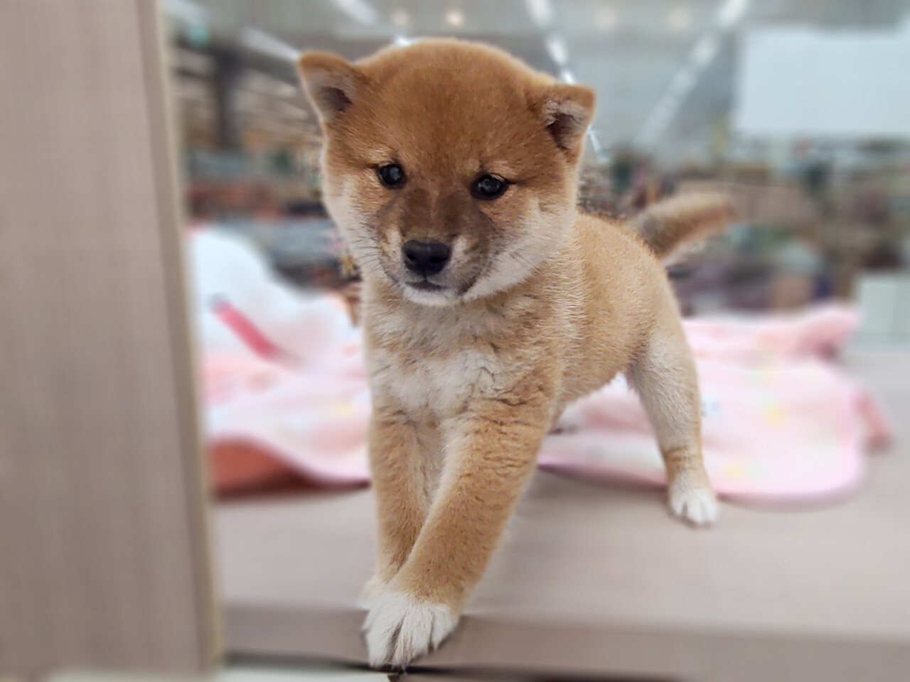 まる顔のたぬき娘 神奈川県三浦市 ワンラブ カインズ三浦店 ブログ