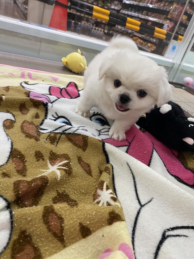 Mix犬マルペキ 神奈川県三浦市 ワンラブ カインズ三浦店 ブログ Mix犬マルペキ 神奈川県三浦市 ワンラブ カインズ三浦店 ブログ
