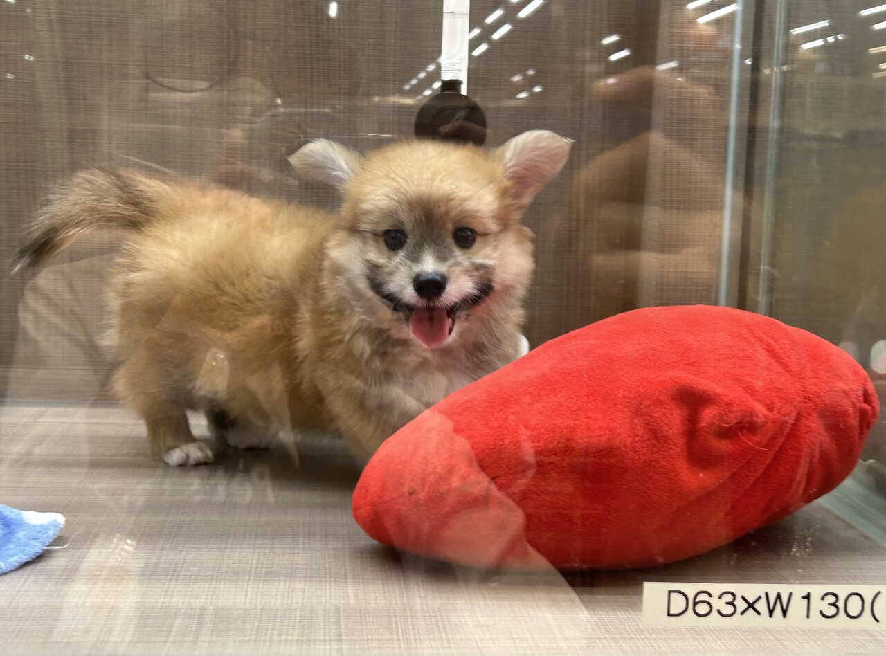 マルコーギーくん🐶🐾 : 神奈川県三浦市 ワンラブ カインズ三浦
