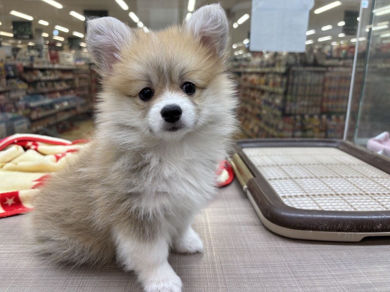 ポメコーギー : 神奈川県三浦市 ワンラブ カインズ三浦店 ブログ
