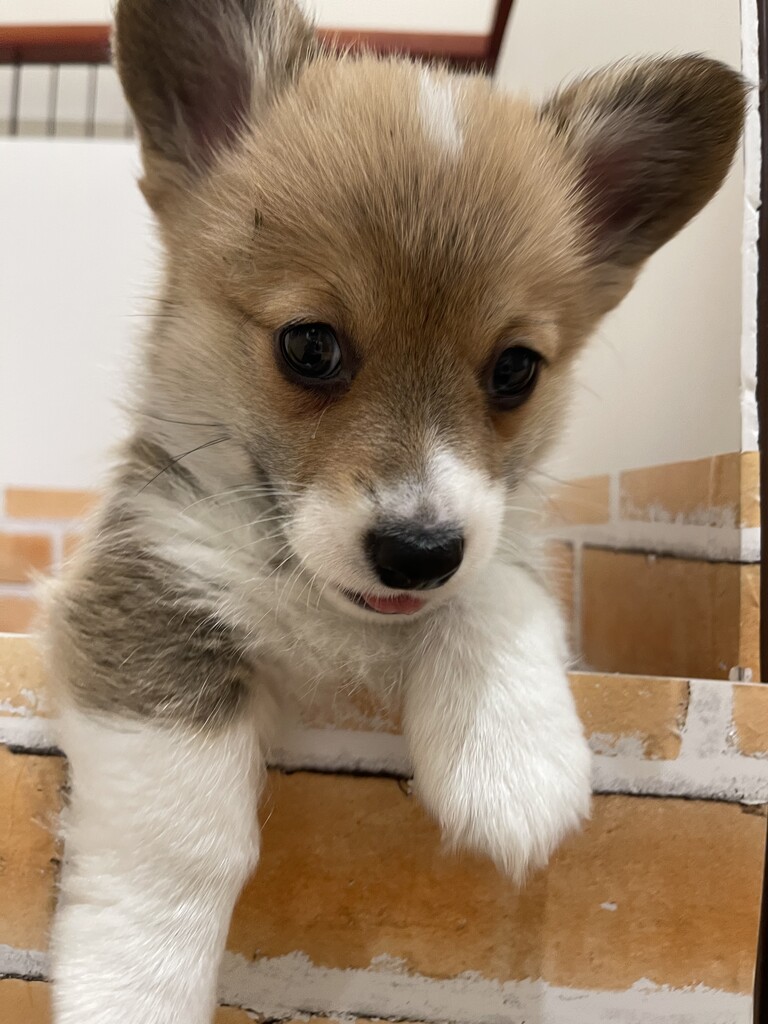 短足コーギー 神奈川県三浦市 ワンラブ カインズ三浦店 ブログ