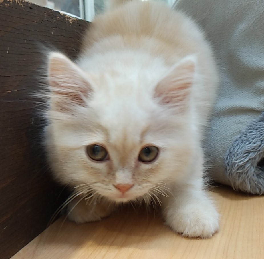 かわいいねこちゃん マンチカン 神奈川県三浦市 ワンラブ カインズ三浦店 ブログ かわいいねこちゃん マンチカン 神奈川県三浦市 ワンラブ カインズ三浦店 ブログ
