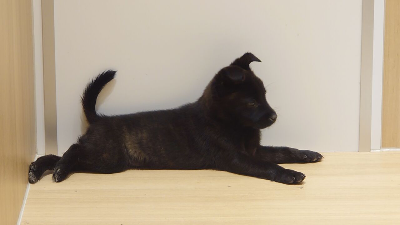 こんばんは 京都 ペットショップワンラブ Momoテラス店 スタッフブログ