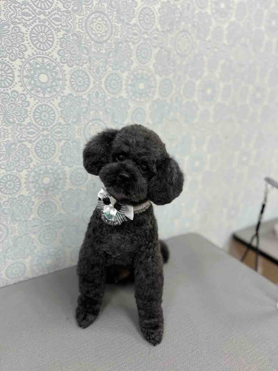 トイプードル シャンプーカット 守山総本店 松下 ペットショップワンラブ 名古屋守山インター総本店 スタッフブログ