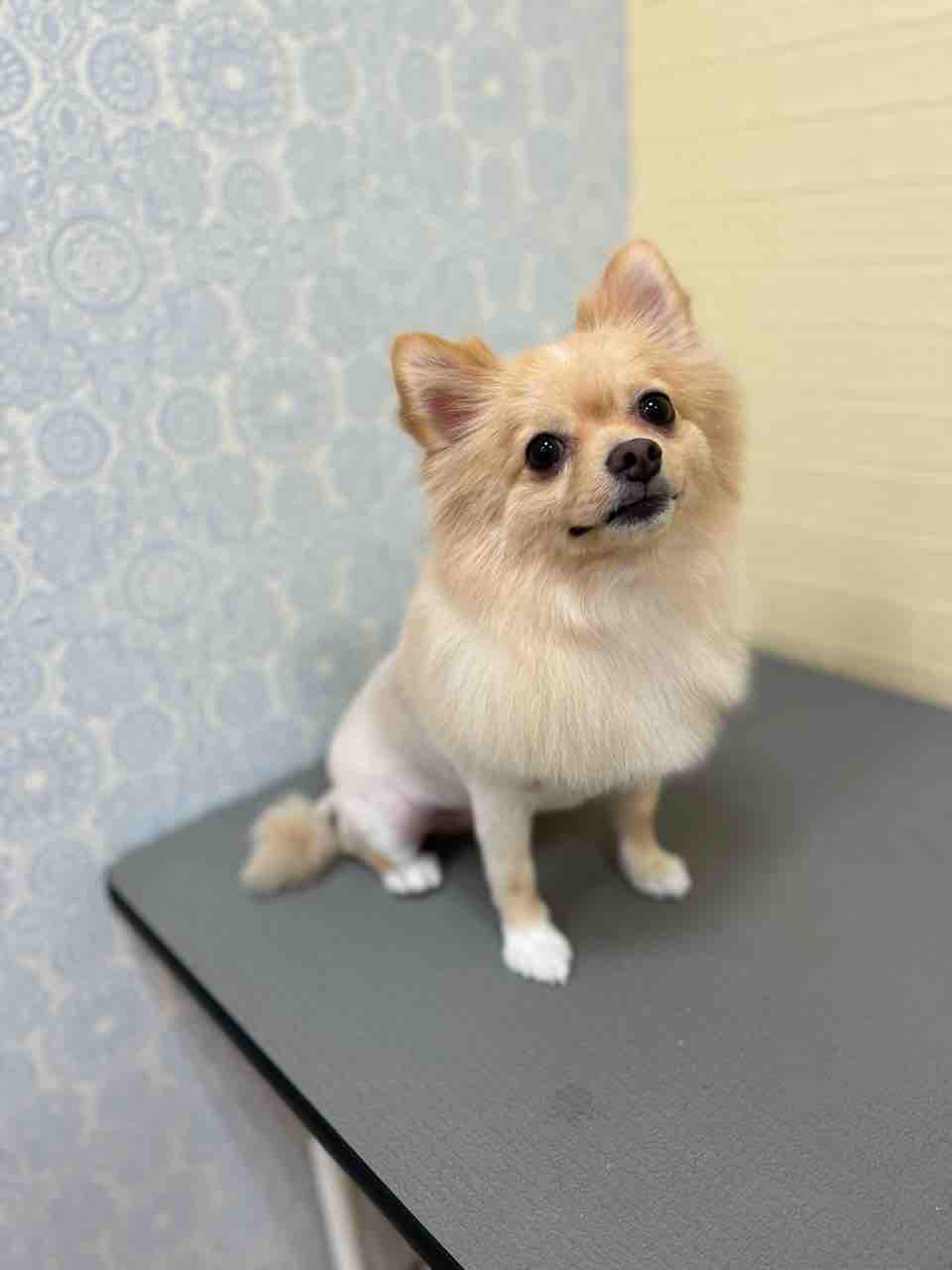 ポメチー シャンプーカット 守山総本店 松下 ペットショップワンラブ 名古屋守山インター総本店 スタッフブログ