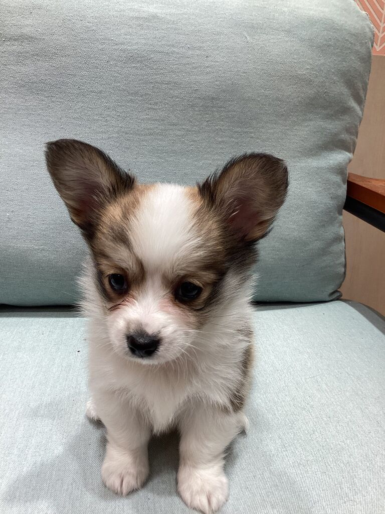 つぶらな瞳のチワコーギー : 神奈川県 ワンラブ アウトレット平塚店の