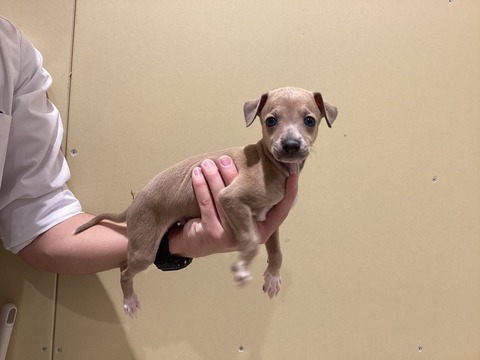 イタグレちゃん a6f424c3-s.jpg