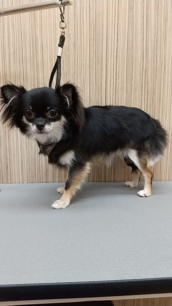 シャンプーカットコース チワワ ノアさん 松本 神奈川県小田原市 ペットショップワンラブ フレスポ小田原シティーモール店のスタッフブログ